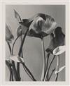 LINCOLN, EDWIN HALE (1828-1938) Suite of 20 photographs from ""Wildflowers of New England.""